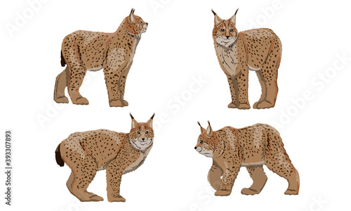Canvas Print Set of realistic Eurasian lynx with different poses