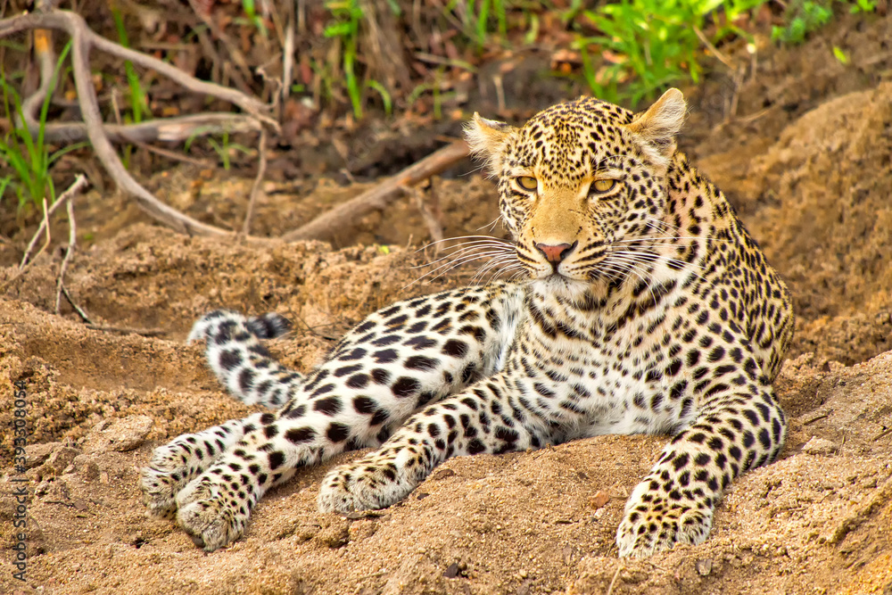 Leopard, Panthera pardus, Kruger National Park, South Africa, Africa Leopard, Panthera pardus, Kruger National Park, South Africa, Africa