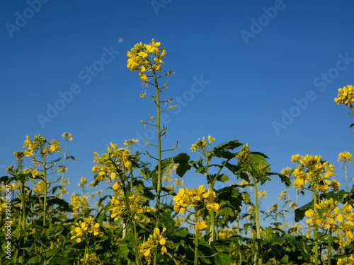 Blühende Rapspflanze an einem sonnigen Tag mit blauem Himmel und Mond im Hintergrund © Stefan