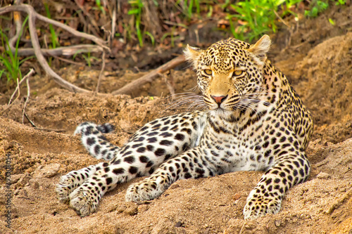 Leopard, Panthera pardus, Kruger National Park, South Africa, Africa © Al Carrera