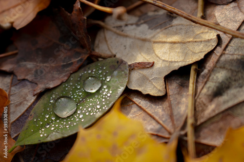 Autumn Leaf with Dew Drops - Closeup