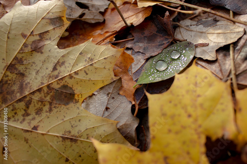 Autumn Leaf with Dew Drops 