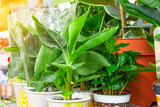 Banana Musa plants in pots on store shelves selling indoor exotic plants.