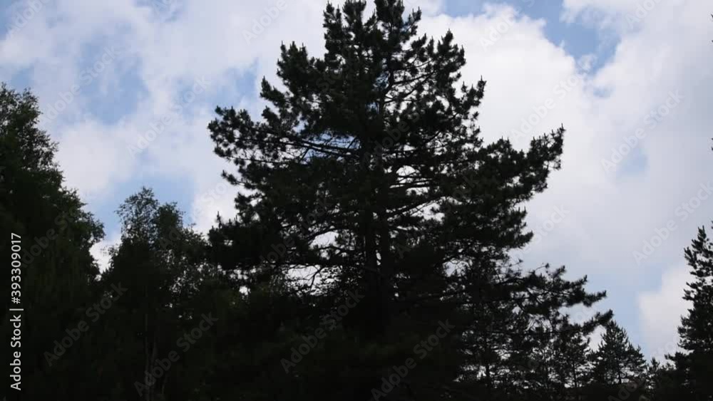 From cloudy, blue sky camera goes to a pine tree in a green forest and meadow. From cloudy, blue sky camera goes to a pine tree in a green forest and meadow.