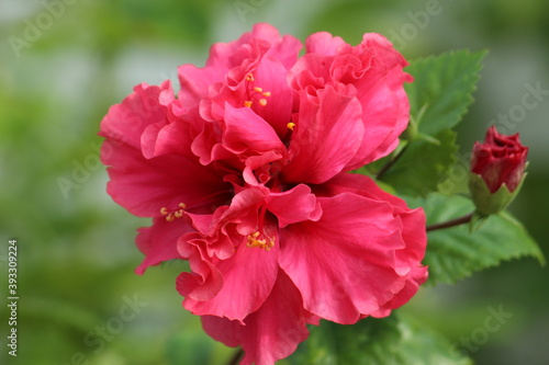 Beautiful and stunning Red colored Hibiscus petals floral background.