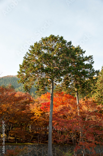 Autumn colors at the Japanese garden of Choan-ji temple in Fukuchiyama city, Kyoto, Japan photo