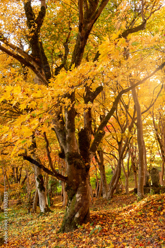 Autumn colors at the Japanese garden of Choan-ji temple in Fukuchiyama city, Kyoto, Japan photo