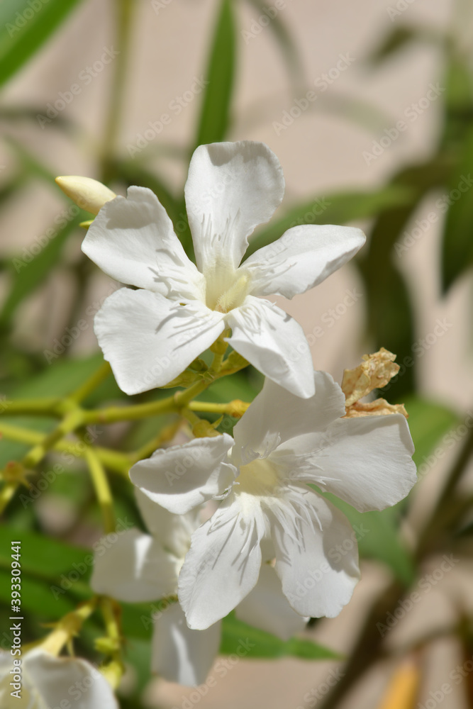 Obraz premium Common oleander