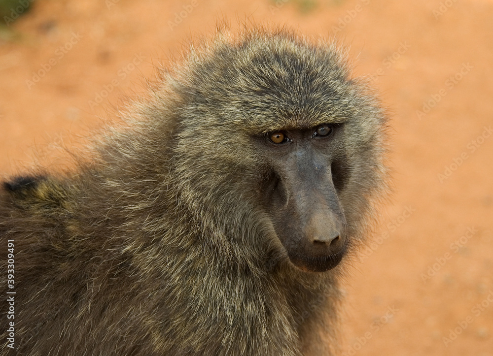 Olive Baboon, Groene Baviaan, Papio anubis Olive Baboon, Groene Baviaan, Papio anubis