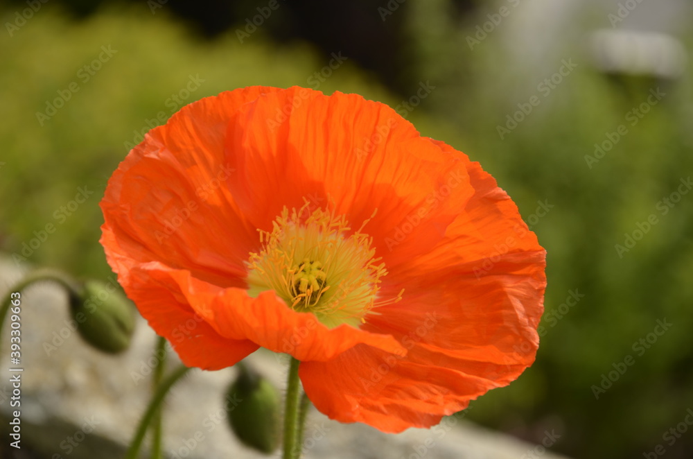 Fototapeta premium flower rise