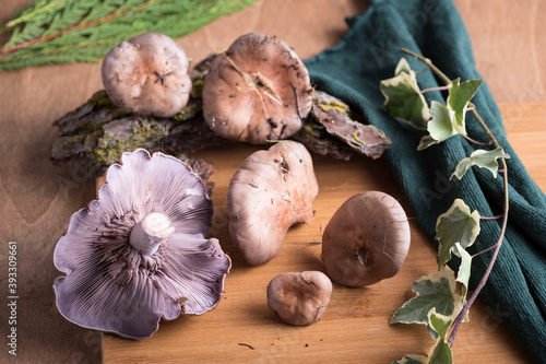 Tableau sur toile Closeup of Lepista nuda mushrooms