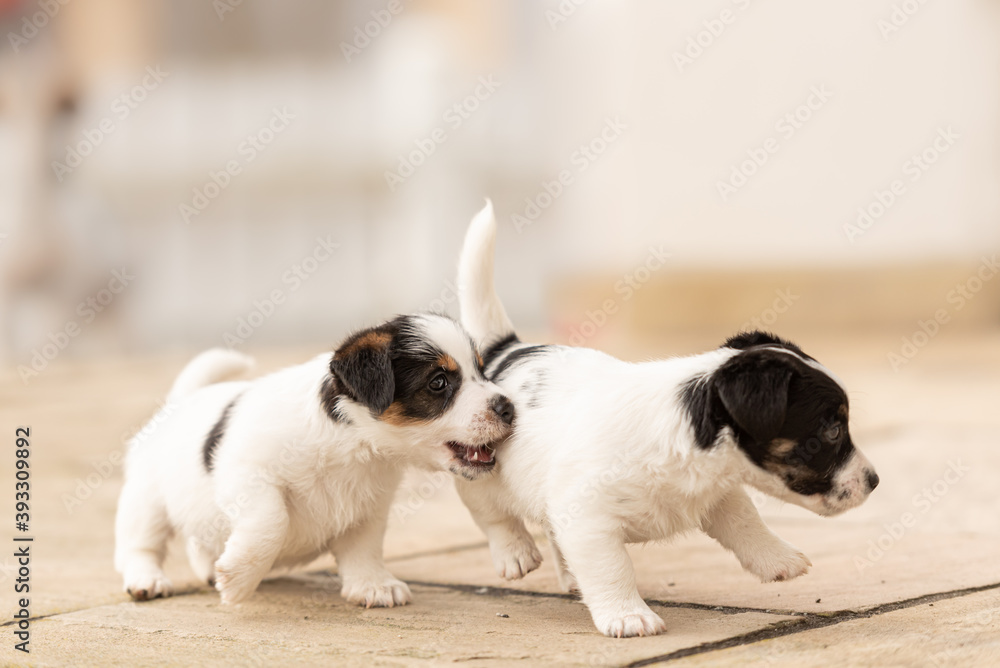 Puppy 6 weeks old playing together. Group of purebred very small Jack Russell Terrier baby dogs