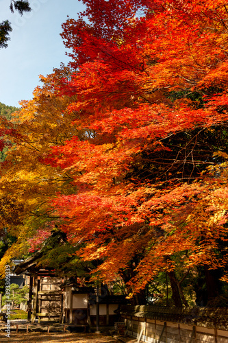 Autumn colors at the Japanese garden of Choan-ji temple in Fukuchiyama city, Kyoto, Japan photo