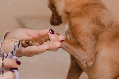 Trimming claws. Caring about pets