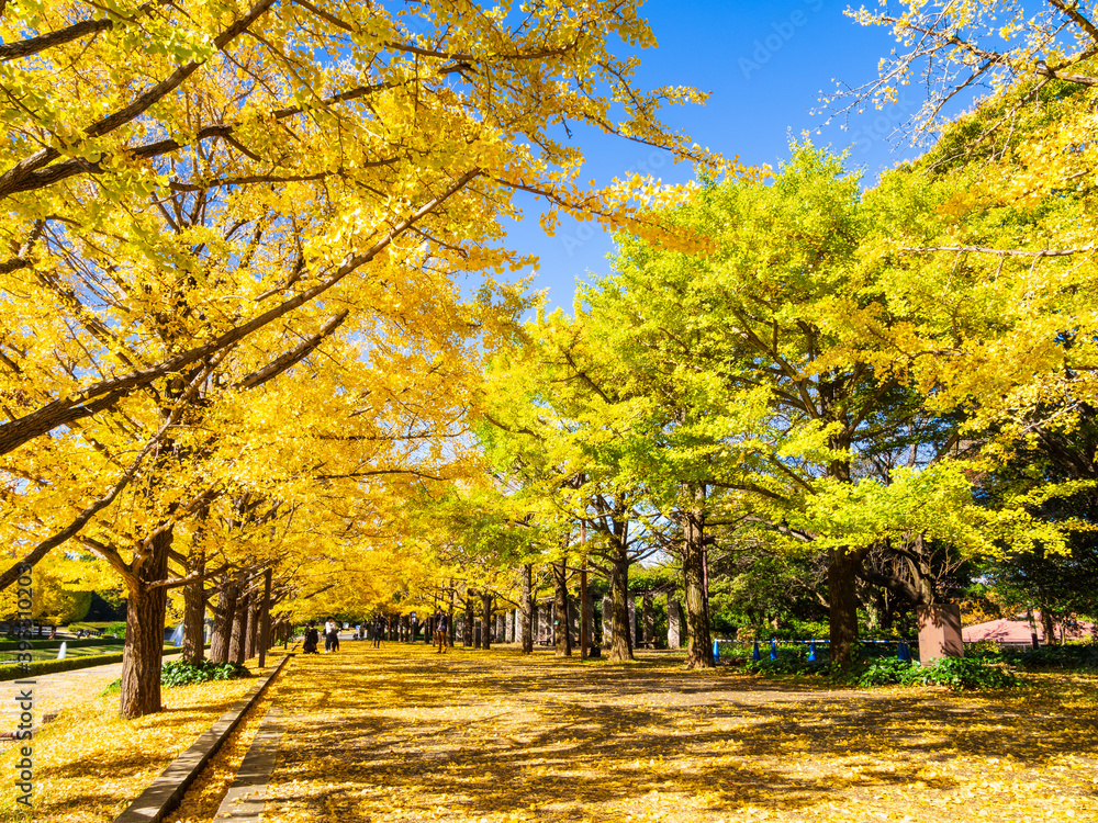 紅葉のイチョウ並木 紅葉のイチョウ並木