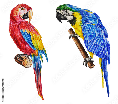 Canvas Print Red and blue macaw parrots