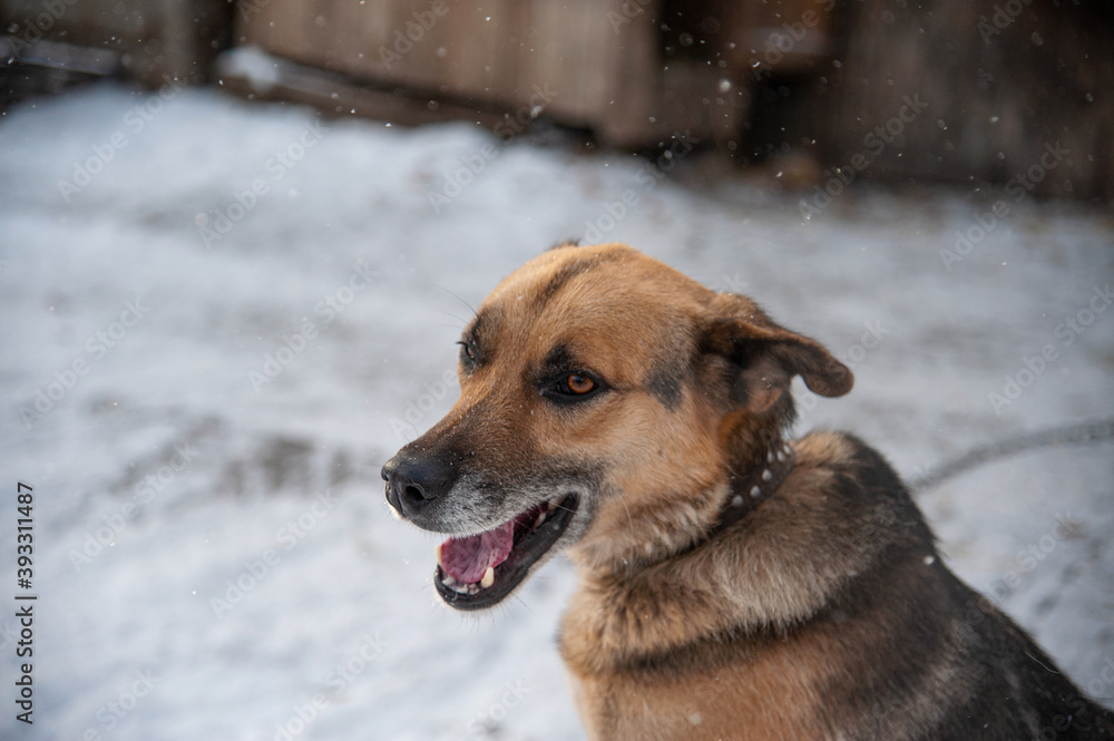 the dog sits in the snow waiting for the owner