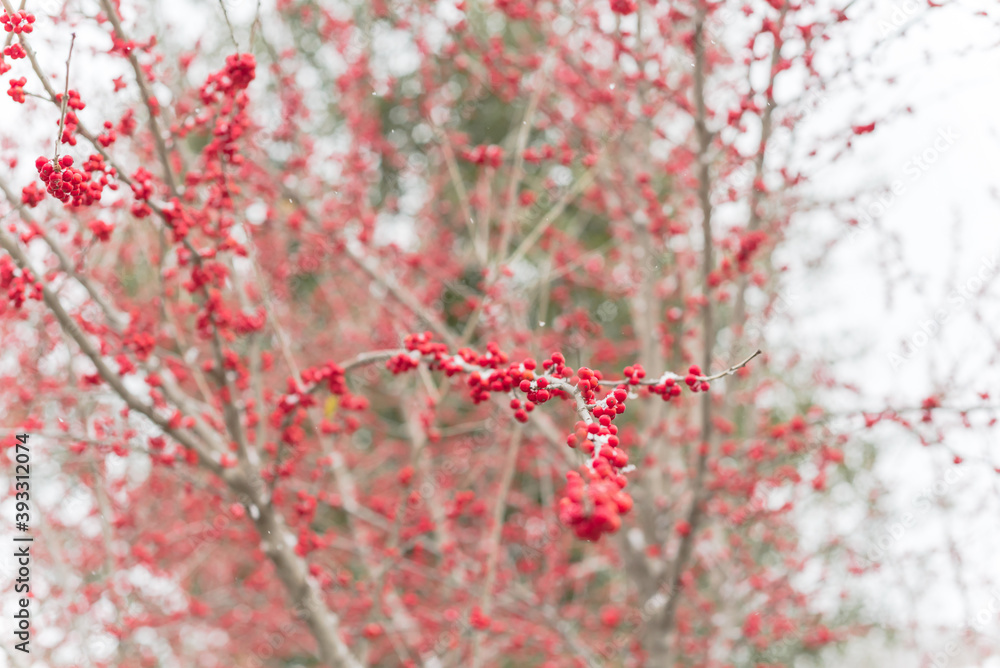 Upward view a colorful Crimson red winterberry in snow fall near Dallas, Texas, USA Upward view a colorful Crimson red winterberry in snow fall near Dallas, Texas, USA