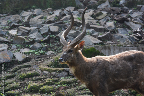 The portrait of Mountain nyala with rock background photo