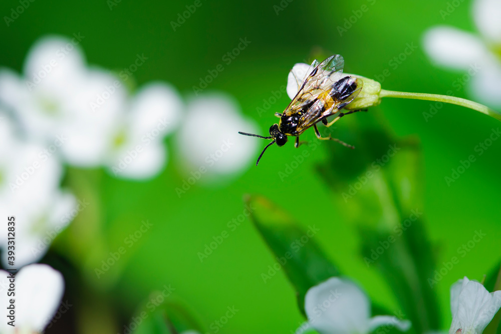 little wasp sits on a white flower on a green background
little wasp sits on a white flower on a green background