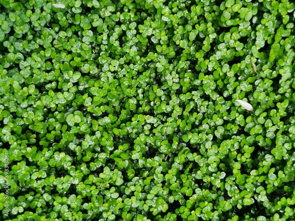 background of green foliage background of green foliage