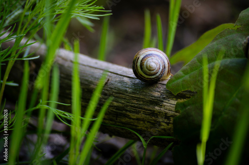 snail shell on a branch close-up. tree branch in green grass and empty snail shell, natural background, close-up. little snail in the meadow