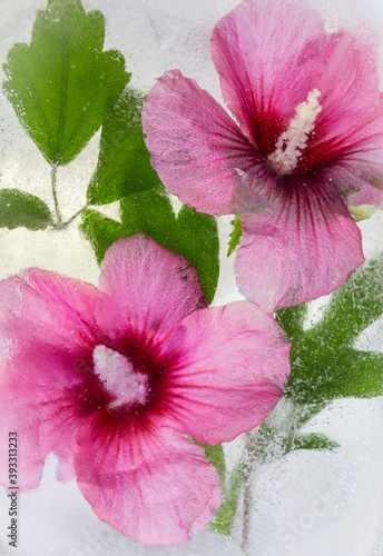Frozen flowers