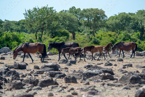  Wild horses in Giara di Gesturi Park  Sardinia  Italy