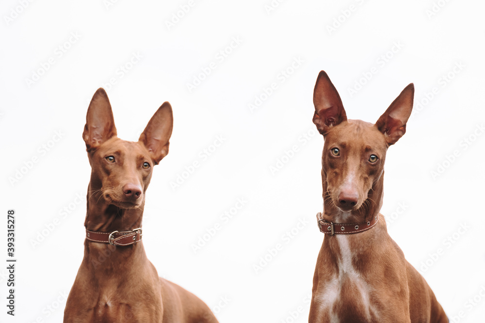 two dogs two dogs