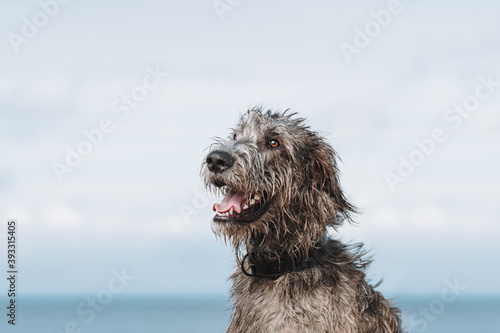 portrait of a irish woolfhound