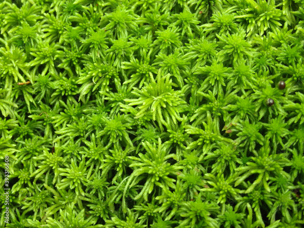 Green moss close up beautiful texture with good outdoor light Green moss close up beautiful texture with good outdoor light