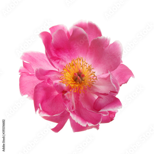 Beautiful bright pink with a yellow center peony flower isolated on white background. © ksi
