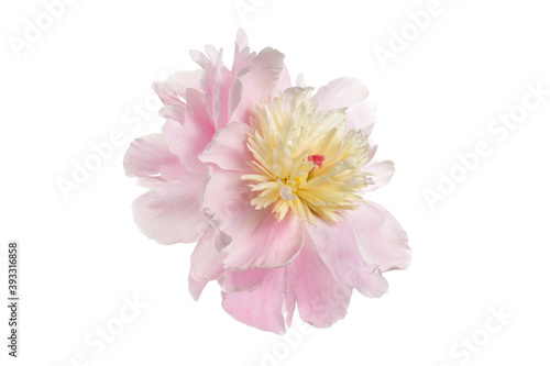 Beautiful delicate pink with yellow peony flower isolated on white background.