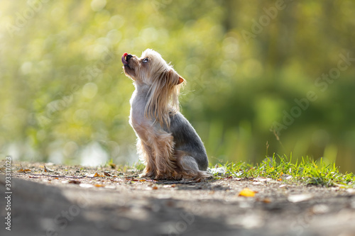 Small yorkshire terrier dog with tongue out at the blurred forest green background