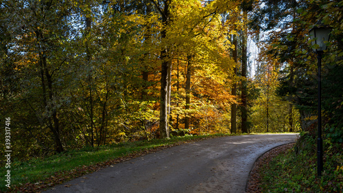 Forest in Autumn, Austria