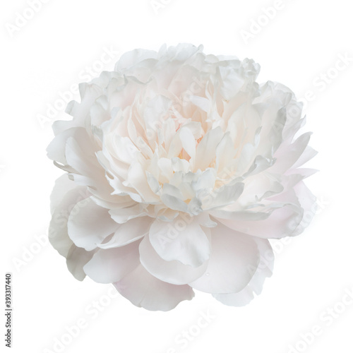 Beautiful delicate peony flower isolated on white background. © ksi