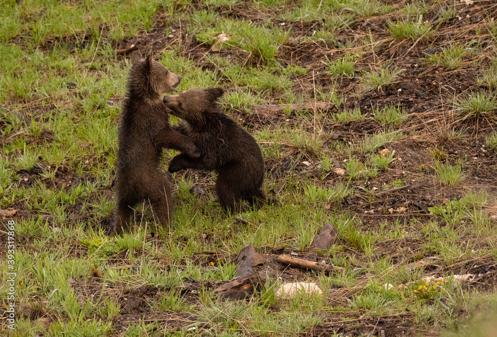 Grizzly Bear Cubs Playing Grizzly Bear Cubs Playing