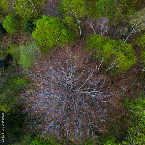 Beech forest in springtime, Sierra de Hornijo, Alto Ason, Soba Valley, Cantabria, Spain, Europe