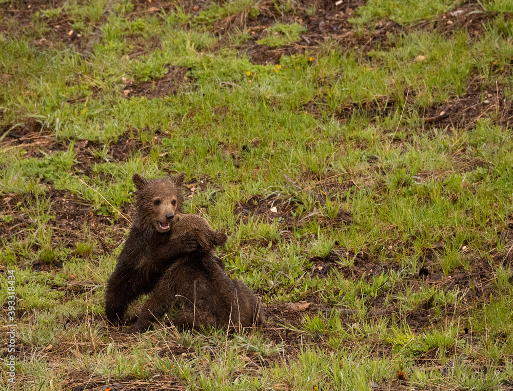 Grizzly Bear Cubs Playing In Forest