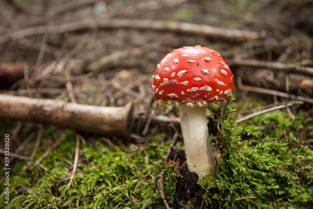 Young Amanita Muscaria grown up inside a forest in Dolomites (Italy) Young Amanita Muscaria grown up inside a forest in Dolomites (Italy)