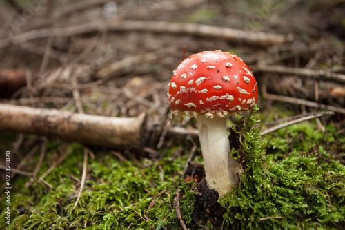 Young Amanita Muscaria grown up inside a forest in Dolomites (Italy)