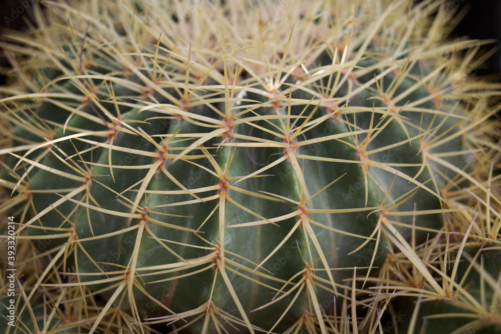 round cactus with yellow spines close-up. Soft focus, natural background round cactus with yellow spines close-up. Soft focus, natural background