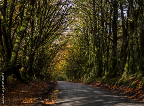 A Devon country road in autumn after rain. England, UK.