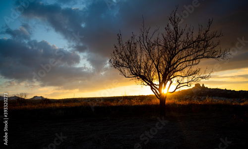 Silhouette of a tree in the background of sunset, and in the background is visible the Uchisar Fortress, Cappadocia, Turkey