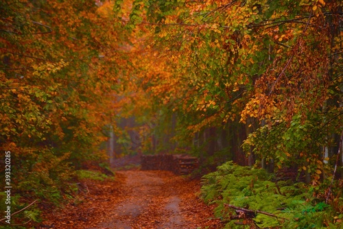 autumn in the forest