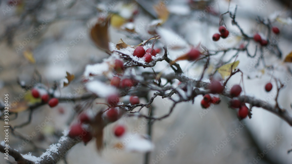 First snow on yellow leaves and tree branches First snow on yellow leaves and tree branches