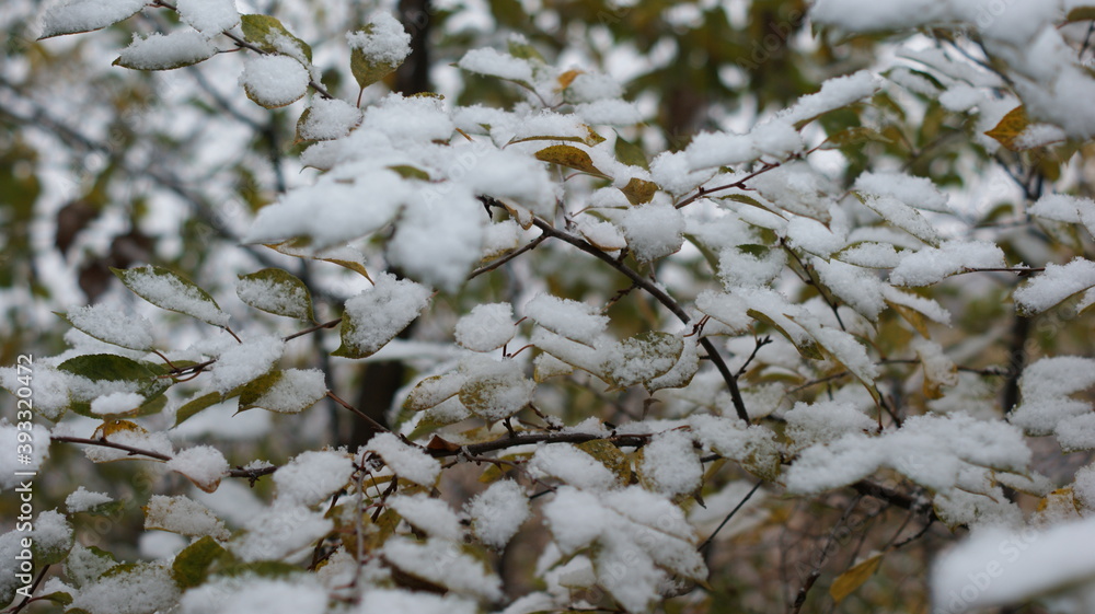 First snow on yellow leaves and tree branches First snow on yellow leaves and tree branches