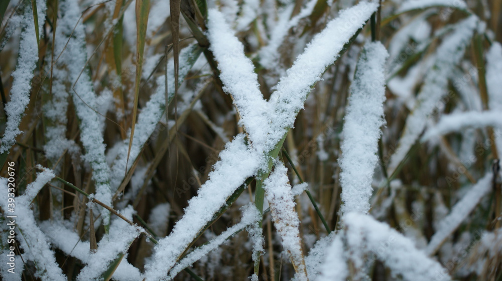 First snow on still dry reeds near the river First snow on still dry reeds near the river