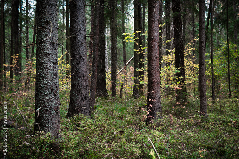 Forest with coniferous trees as spruces and pines in autumn Forest with coniferous trees as spruces and pines in autumn