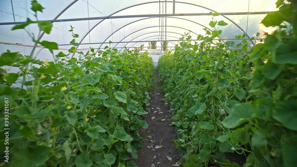 greenhouse with cucumbers in the rays of the setting sun. organic farming concept. hothouse. early harvest of vegetables. greenhouse with cucumbers in the rays of the setting sun. organic farming concept. hothouse. early harvest of vegetables.